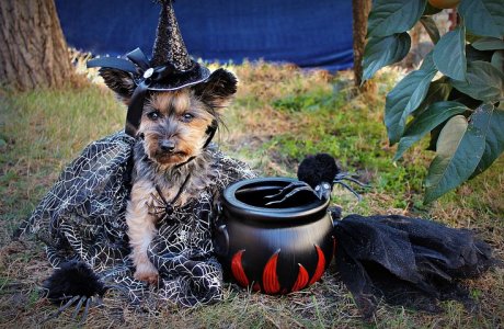 halloween-3817695__480.jpg