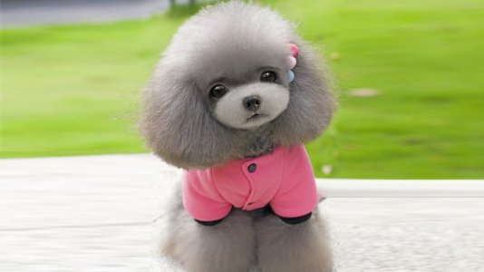b950a2d2bec0a30146ba33aa8b45942e--tiny-puppies-teacup-puppies.jpg