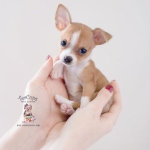chiwawa.jpg