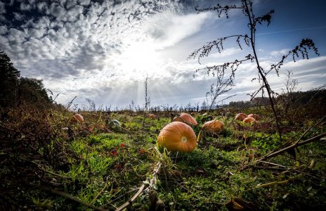 pumpkins-5704804__480.jpg