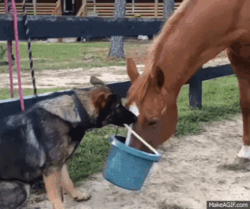 chow time gif.gif