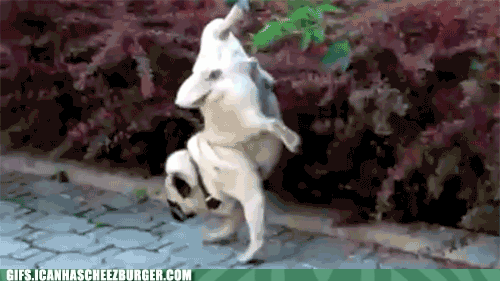 u.can't.do.dis.gif