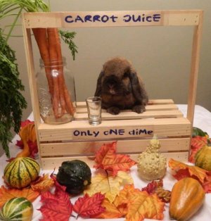 fall1.jpg