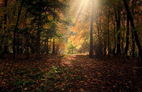 autumn-287393__480.jpg