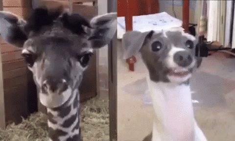 6dcda0e4d275ac208031923a8274f7a7.gif