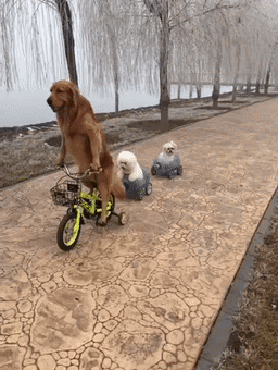 DDE7190A-5072-4585-8C9C-42722320FA0D.gif