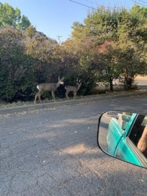 deer3.jpg