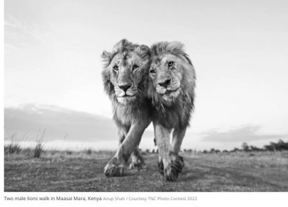 lions.jpg