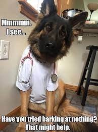 dogvet.jpg