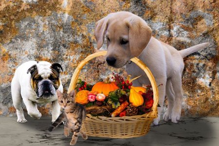 animals-2829373__480.jpg