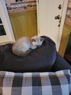 Kitty.jpg