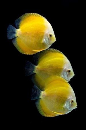 tumblr_07eae5ba193f67f7f9596a2ce646f69f_ec211221_1280.jpg