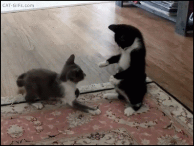 a7f202afc241fbe176de78a9374ccbed.gif