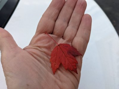 pretty color tiny leaf.jpg