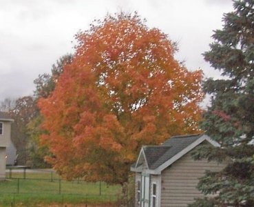 Carpenters tree.jpg