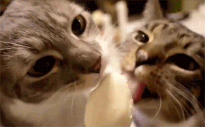 cats.gif