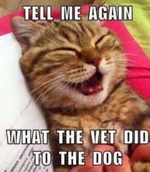 cat.jpg