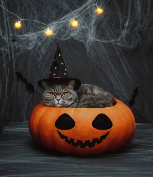 istockphoto-1424993705-612x612.jpg
