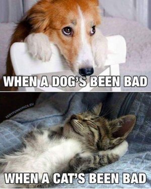 catvsdog.jpg