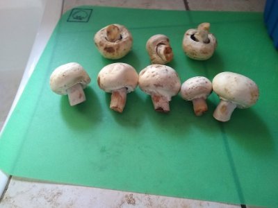 mushrooms.jpg