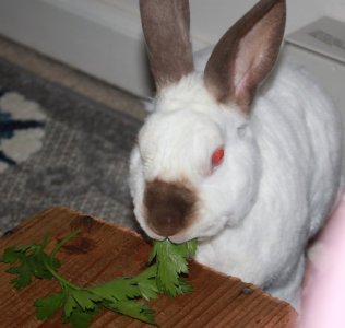 parsley_crp.JPG