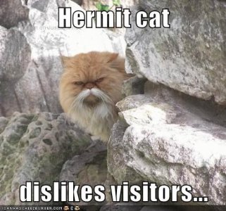 hermit-cat-dislikes-visitors.jpeg