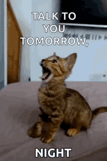 kitten-cat[1].gif