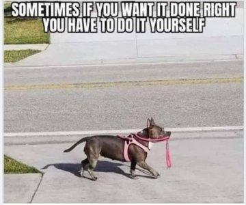 dog walk.jpg