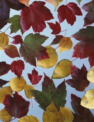 FALLLEAF.jpg