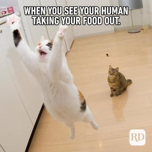 13_When-you-see-your-human-Final.jpg