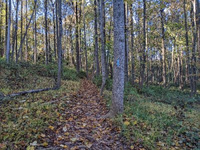 great seneca stream valley trail.jpg