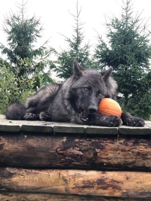 wolf_nature0.jpg