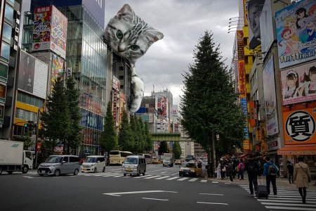 cat-4210565__480.jpg