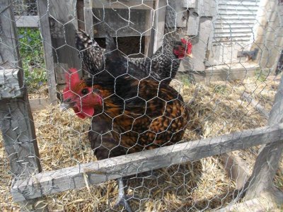 Saying Hello.jpg Saying Hello.jpg