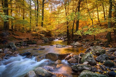 fall-foliage-2942443__480.jpg