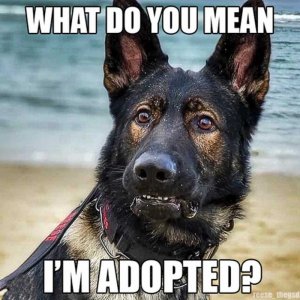 adoped.jpg