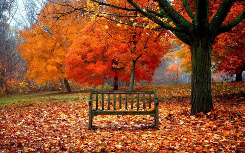HD-wallpaper-beautiful-autumn-fall-autumn-woods-autumn-leaves-beautiful-magic-leaves-splendor-...jpg
