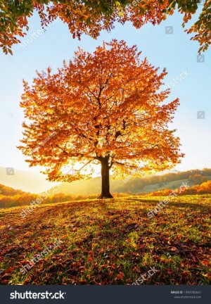 stock-photo-beautiful-autumn-day-the-lonely-lush-tree-with-yellow-leaves-with-sun-shinning-thr...jpg