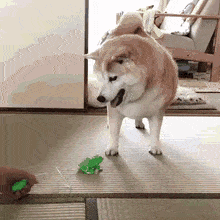 BestAggressiveIndusriverdolphin-max-1mb.gif