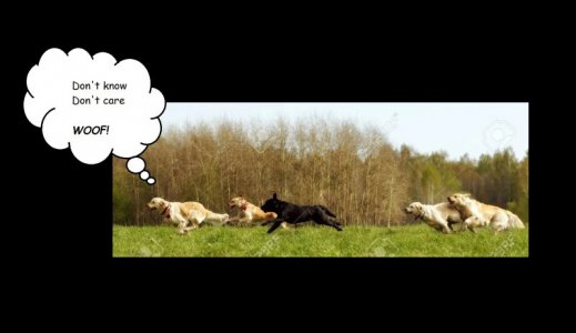 DOGS.jpg