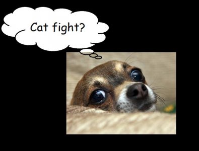 cat fight 2.jpg