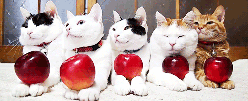 0379c3ef12a8a45d42a4eaf815e58fc9[1].gif