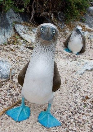 blue footed booby.jpg