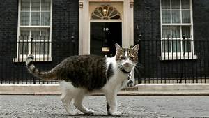 tlarry the cat.jpg