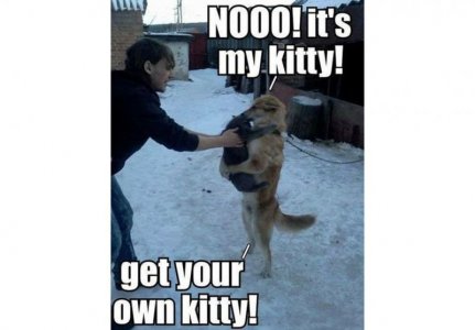 mykitty-5af3686c43a103003749ef89.jpg