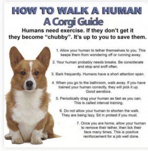 2dog walk.jpg