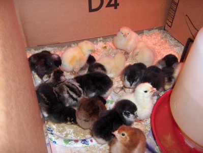 baby chicks.JPG