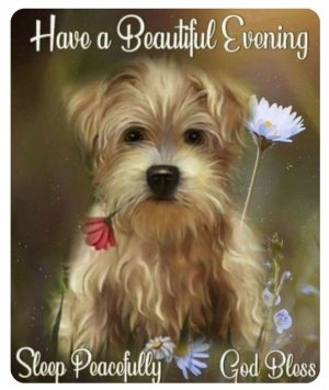 Good Night flower dog..jpg