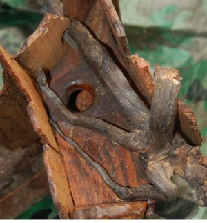 closeup.jpg