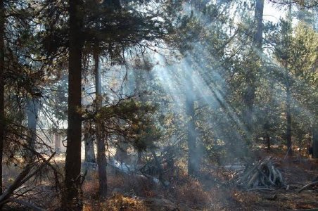 thru the woods.jpg thru the woods.jpg